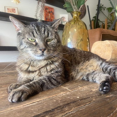 photo-chat-xxx
