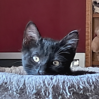 photo-chat-xxx