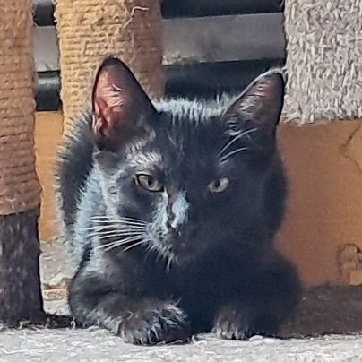 photo-chat-xxx