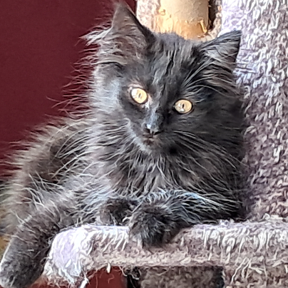 photo-chat-xxx