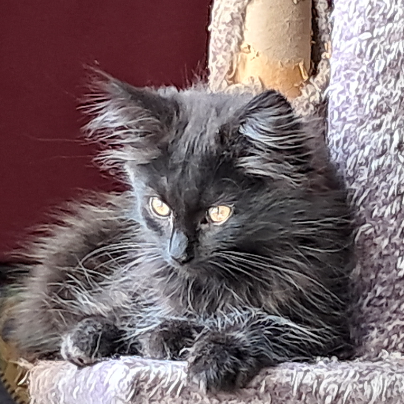 photo-chat-xxx