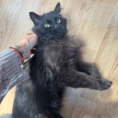 photo-chat-xxx