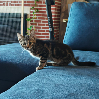 photo-chat-xxx