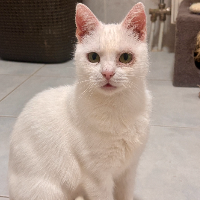 photo-chat-xxx