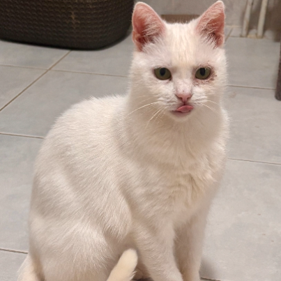 photo-chat-xxx