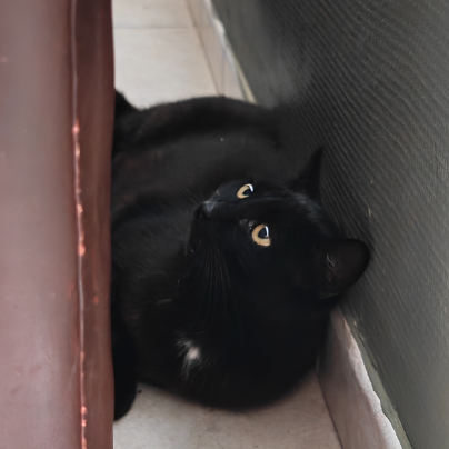 photo-chat-xxx