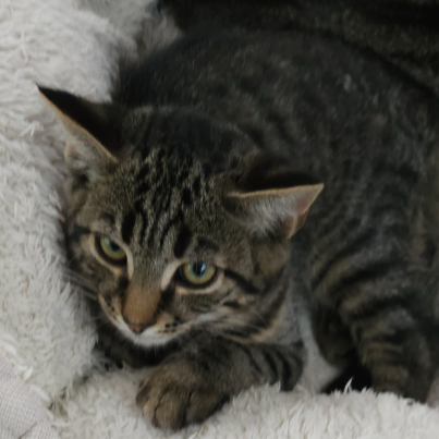 photo-chat-xxx