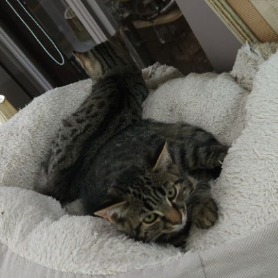 photo-chat-xxx