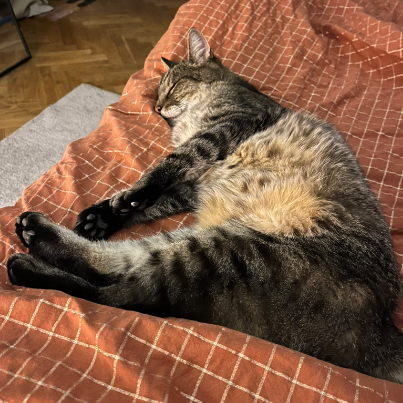 photo-chat-xxx