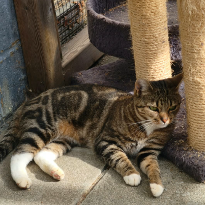 photo-chat-xxx